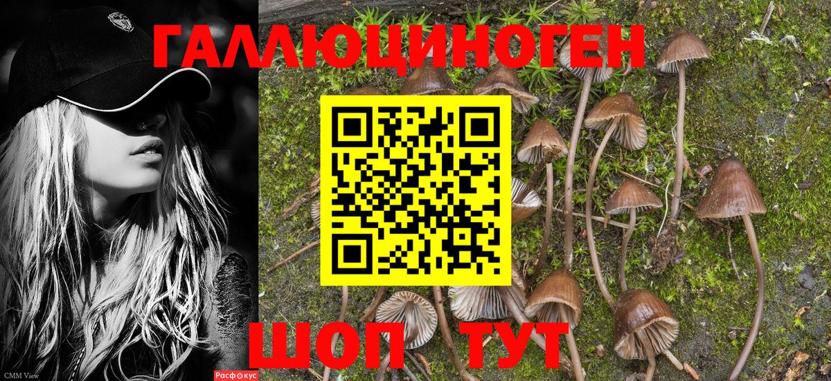 Галлюциногенные грибы Psilocybe Волгодонск